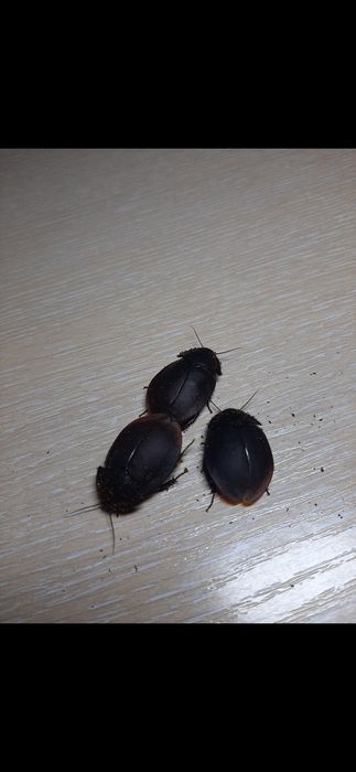 Karaczany ergaula capucina