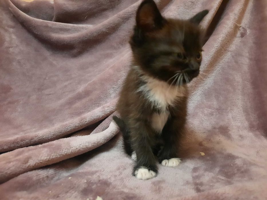 Віддам кошенят у добрі руки