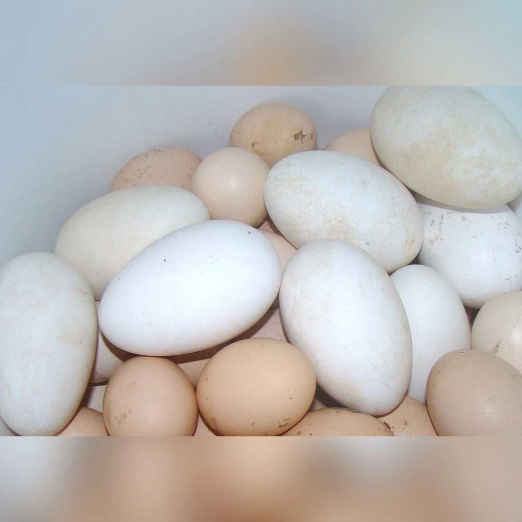 Jaja lęgowe kurze, gęsi, perlicze