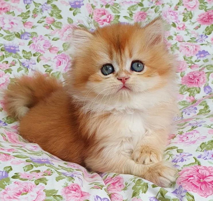 Золоті Британські довгошерсті хлопчик Круасан та Карамелька