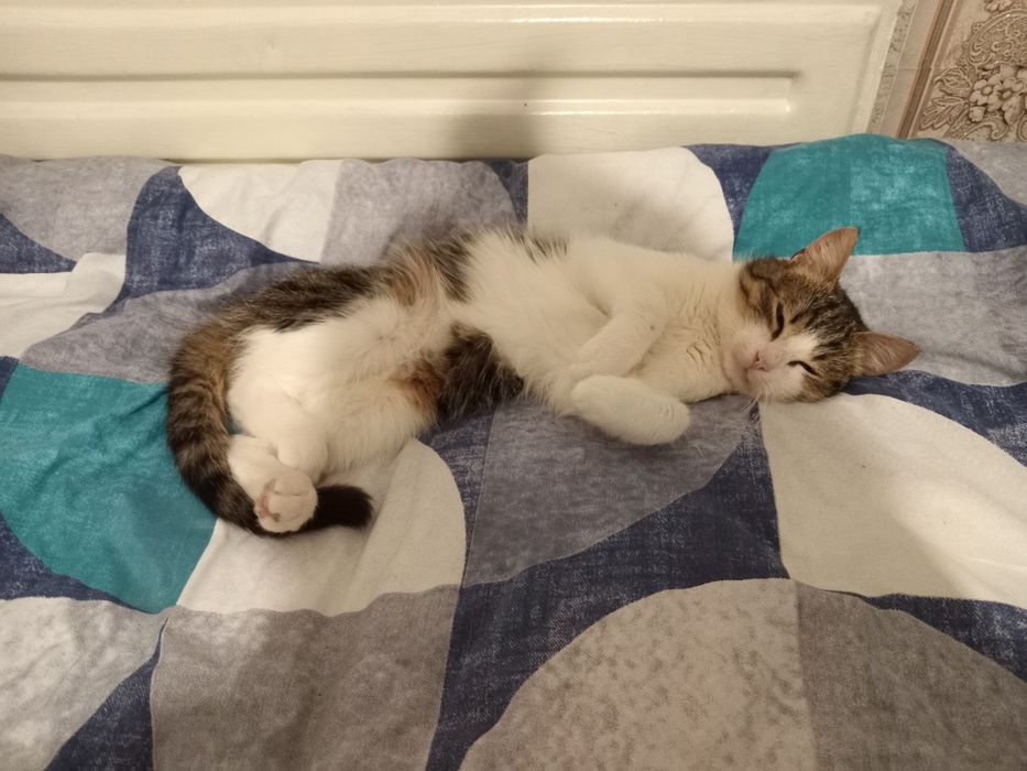 Віддам чудового котика в добрі руки