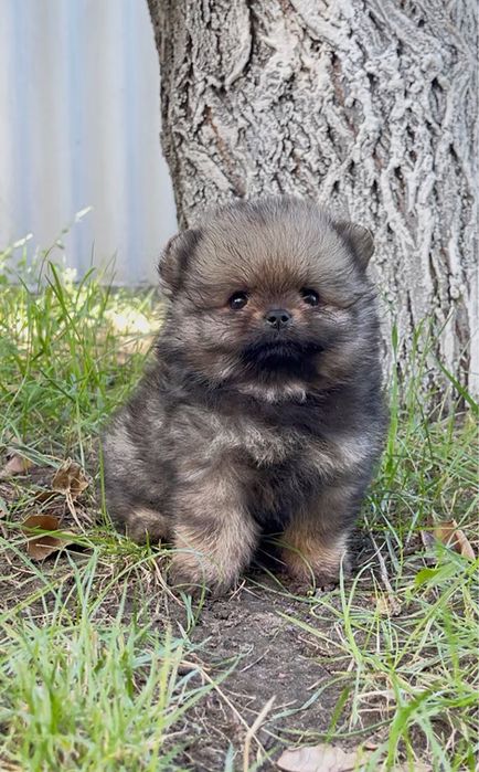 Померанський шпіц міні хлопчик 2 місяці – веселий щеня