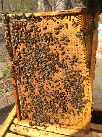 Бджолині пакети, бджолопакети (пчелопакеты)