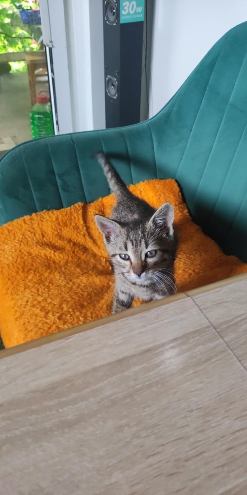 Zojek kocurek zaprzyjaźniony z psami.