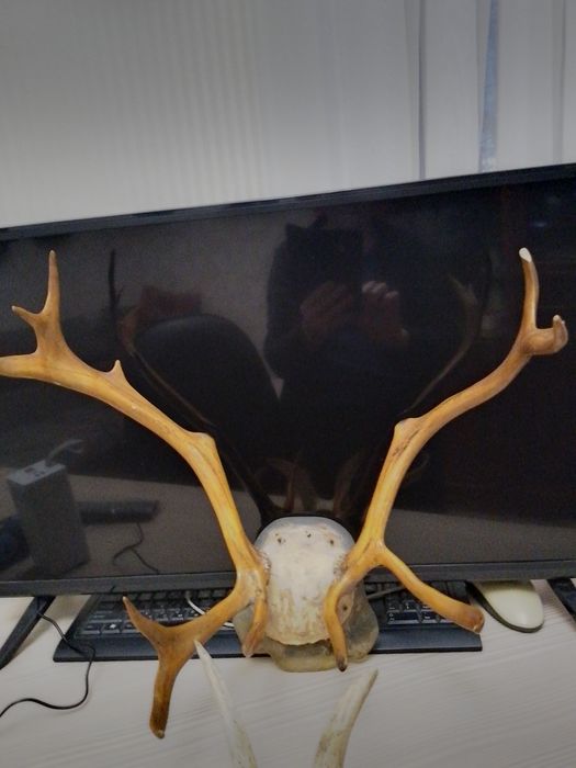 Продам сувениры "Рога"