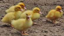 Patos mudos bebés