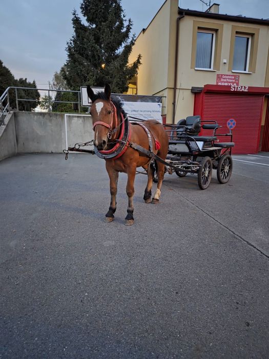 Roczna klacz zimnokrwista
