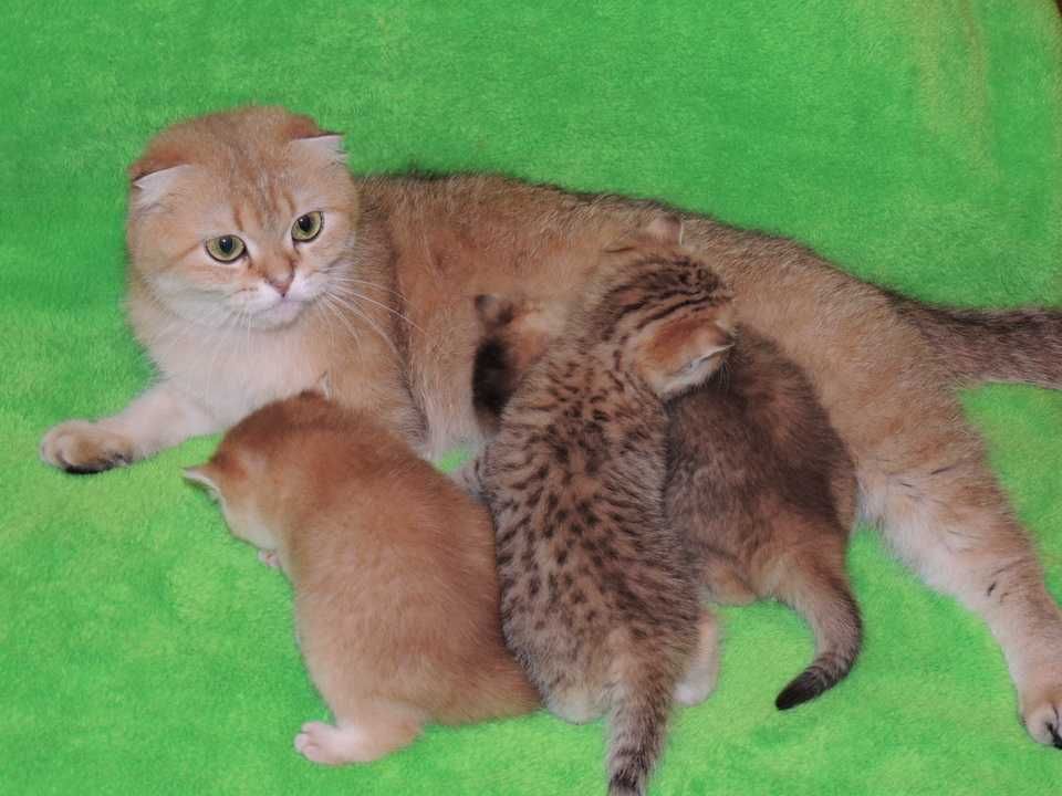 Шотландские котята золотистого окраса