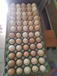 Ovos galinha caseiros 4 Dúzias 10€