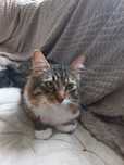 Котик 10 місяців