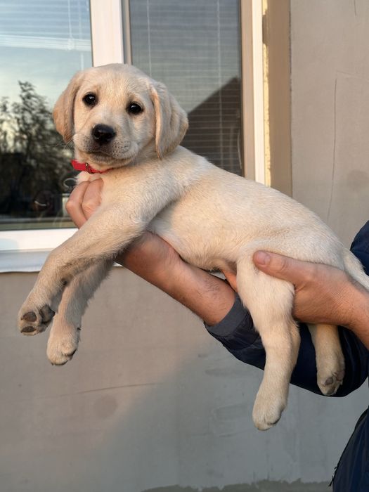 Лабрадор ретривер