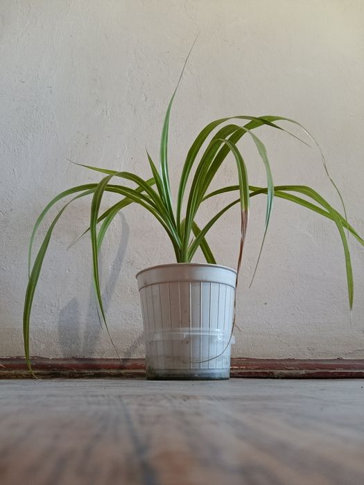 Обміняю ПАНДАНУС на заміокулькасіс