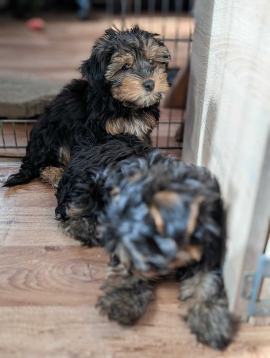 Szczeniak Bohun - York Terrier tricolor