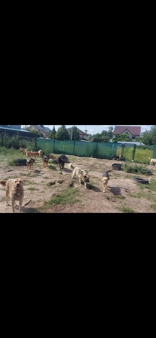 Передержка для животных
