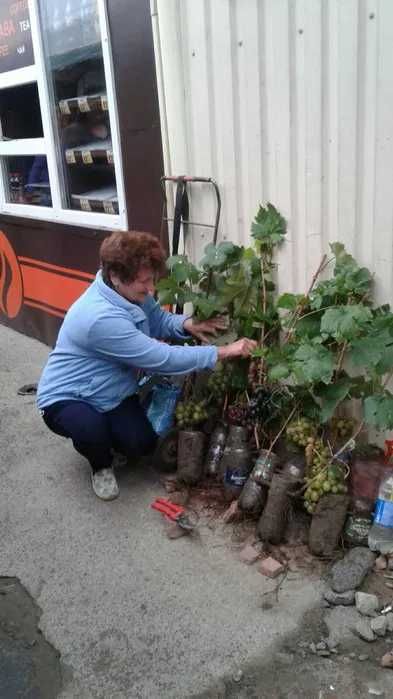 Саджанці винограду, саженцы винограда Манікюр фінгер, Торнадо, Кристал