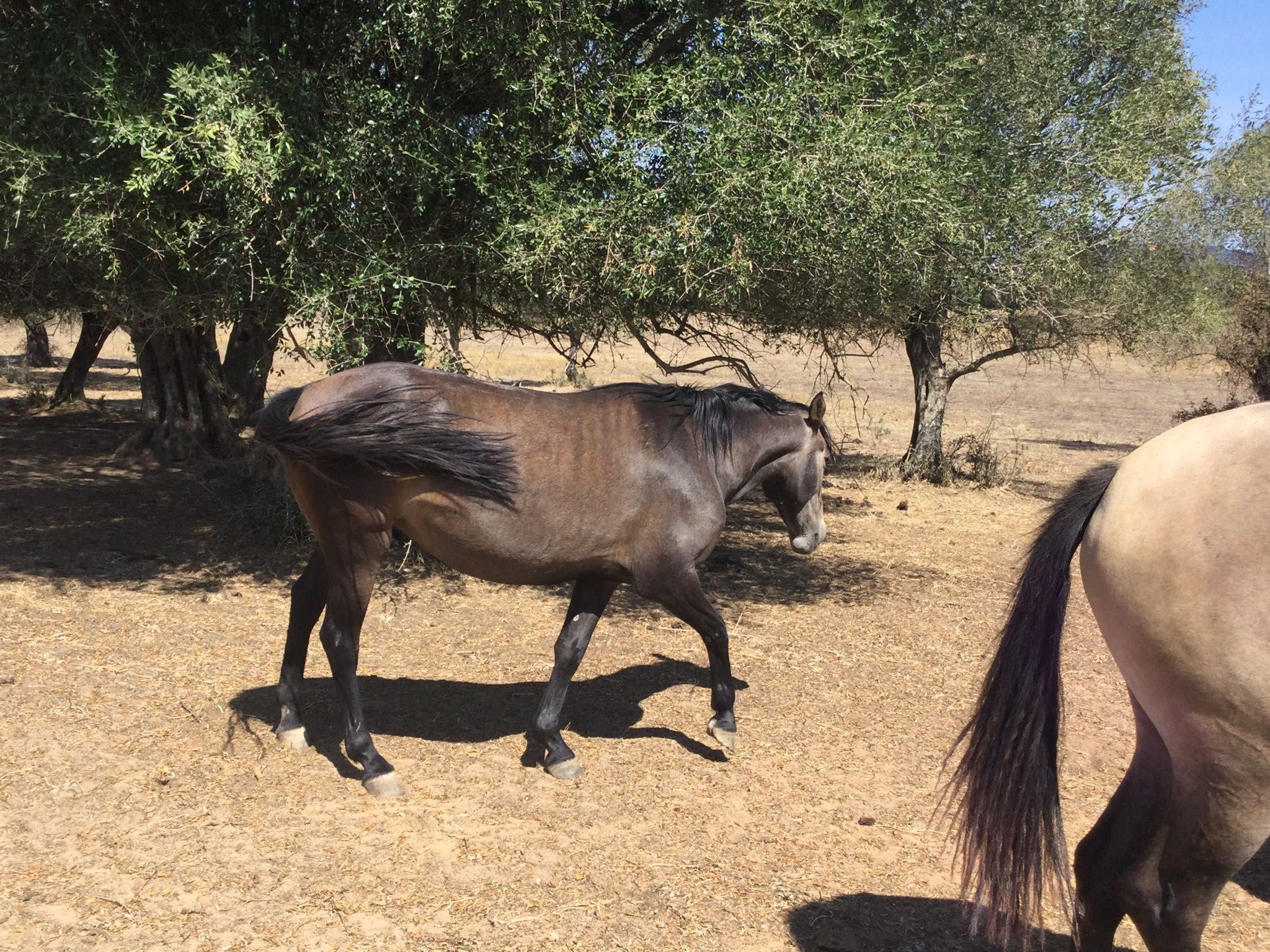 Égua cruzada de Lusitano