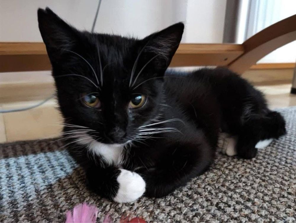 Kotka Melisa do adopcji