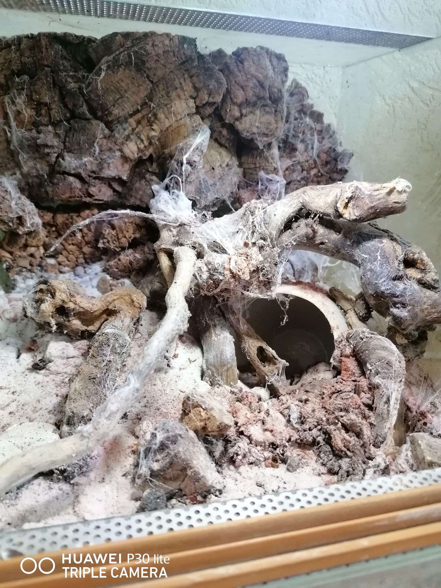 Terrarium gotowe pająk mała jaszczurka