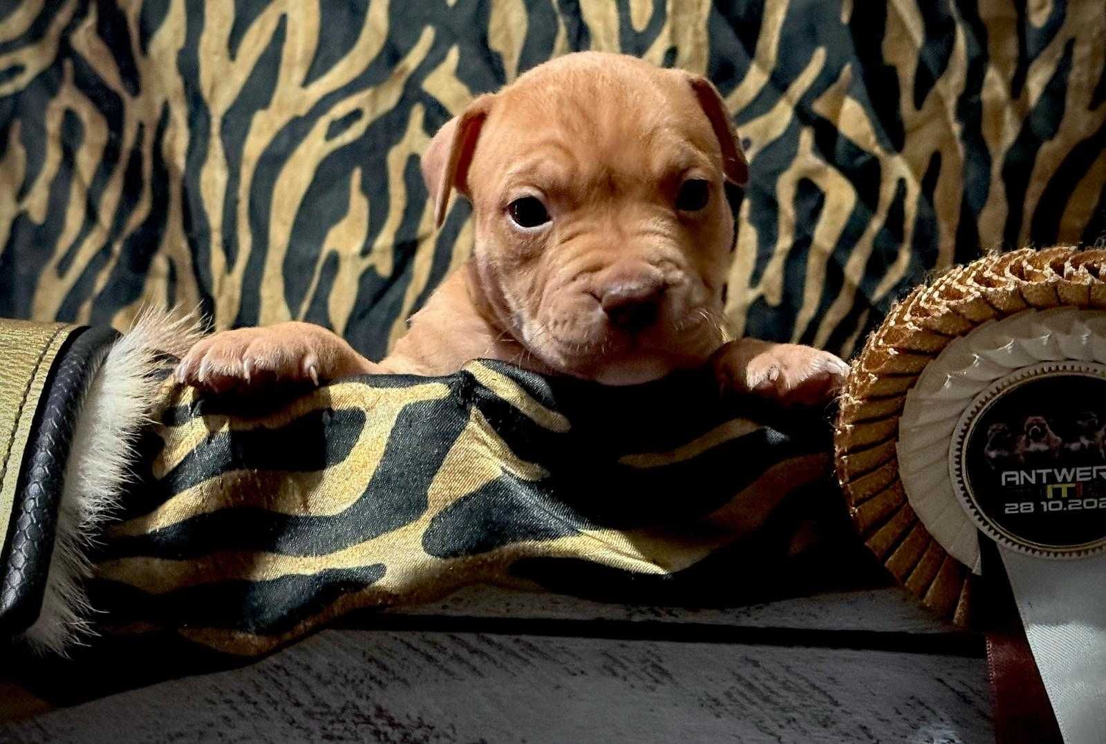 American Bully ABKC suczka