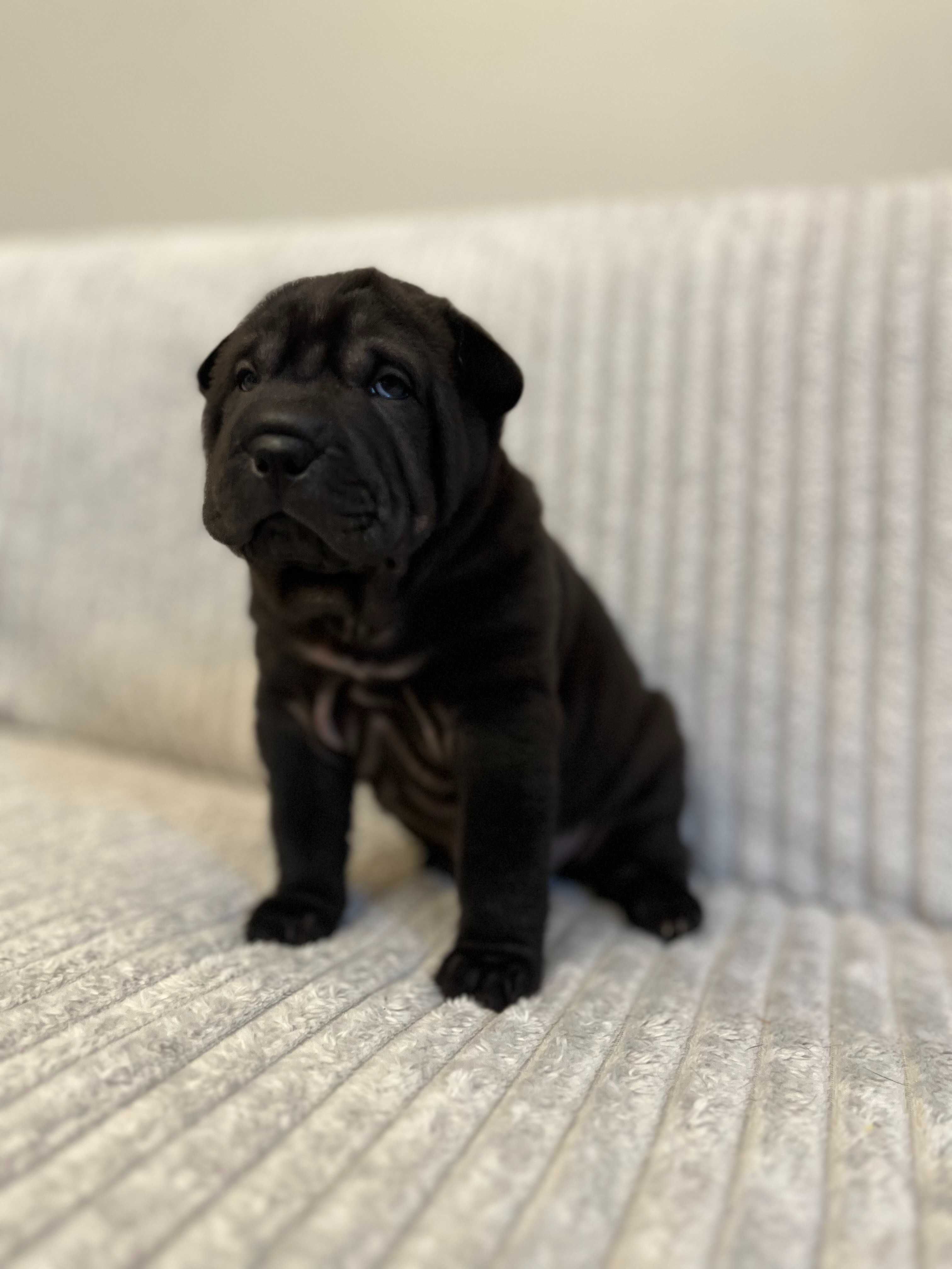 Śliczna suczka SHAR PEI ! Hodowla Fałdowce FCI