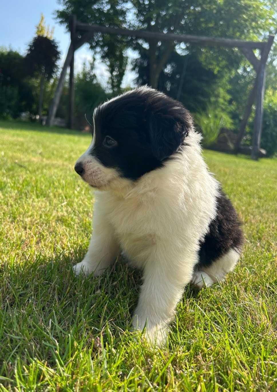 Border Collie szczeniak