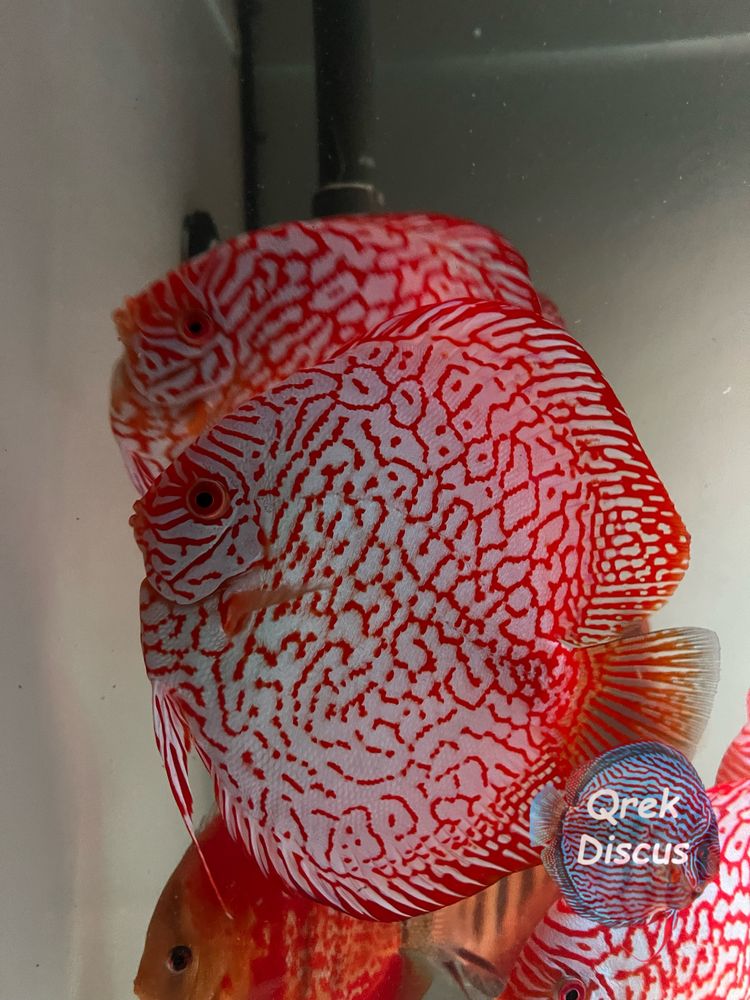 Paletki Red Map ~ 5 cm ~ młode dyskowce