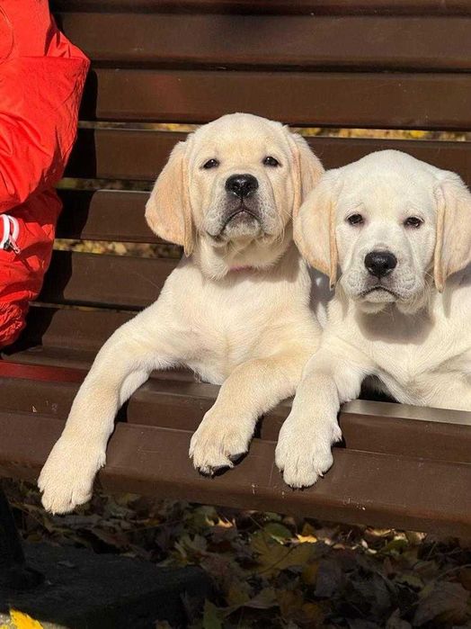 Щенки КСУ-FCI Лабрадор ретривер
