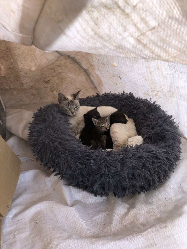 Gatinhos para adoção