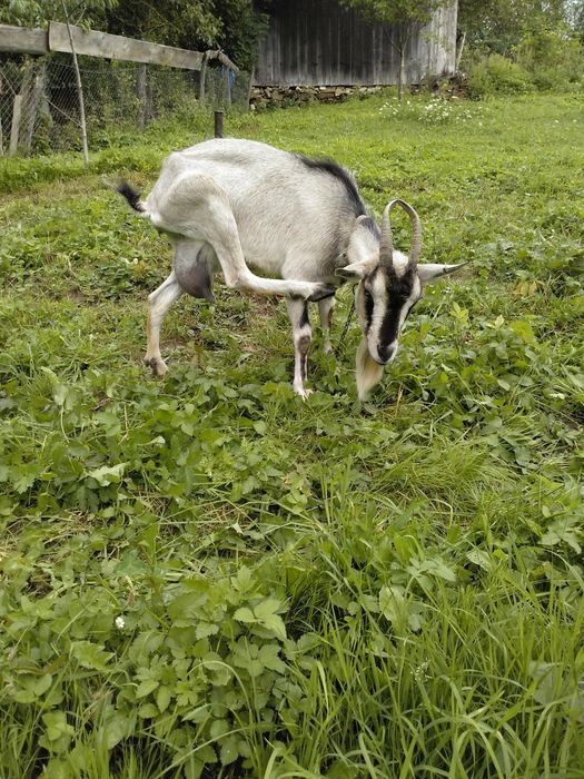 Продам добру козу