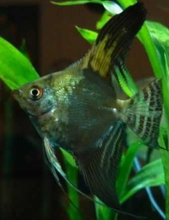 Żaglowiec skalar odmiana ZIELONA - Pterophyllum scalare - dowozimy