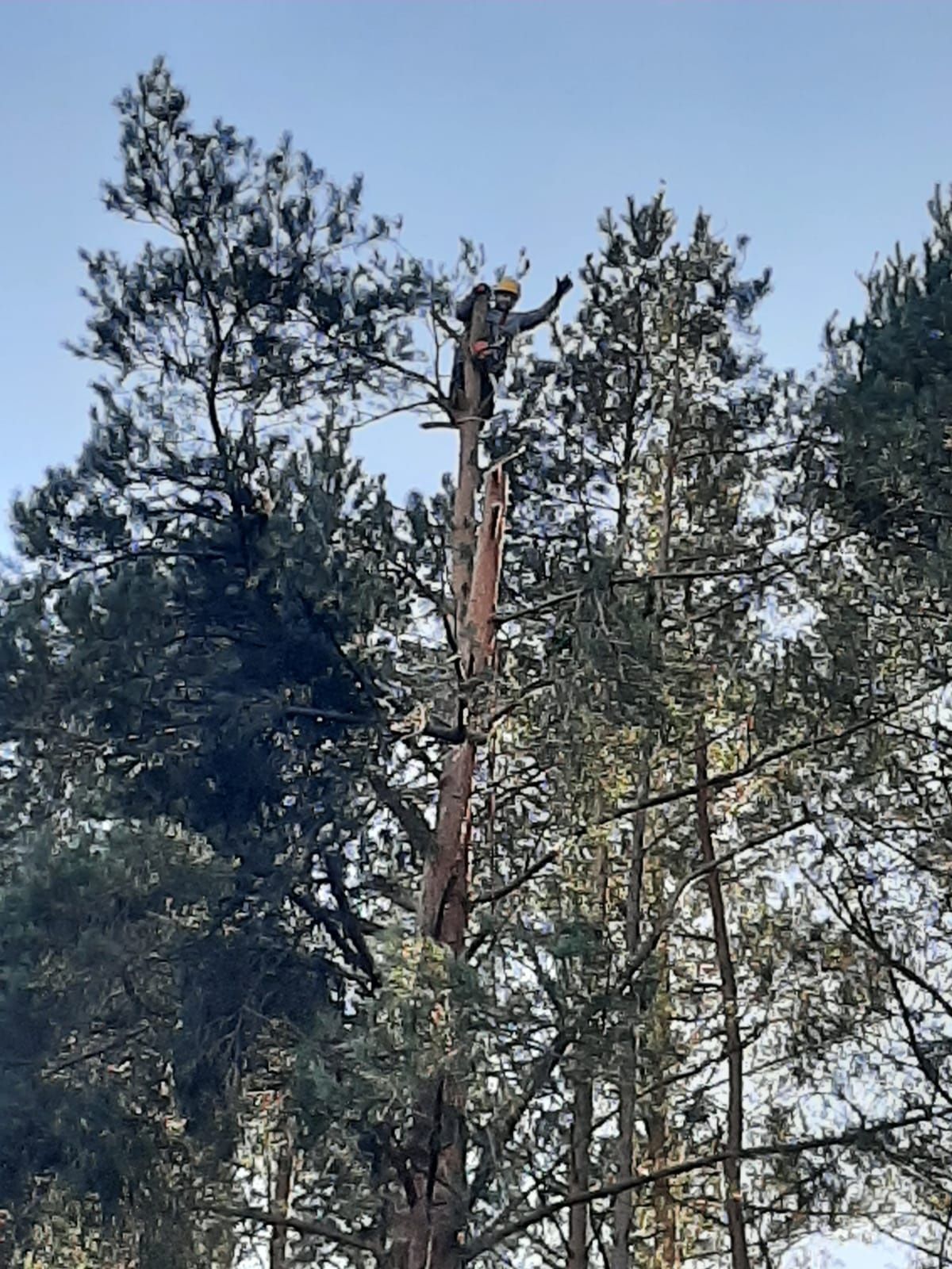 Wycinka drzew metodą alpinistyczna