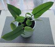 Filodendron Silver Queen