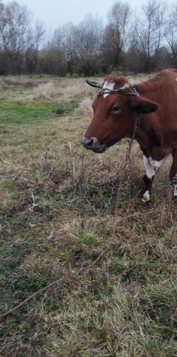 Продам Молоду Корову