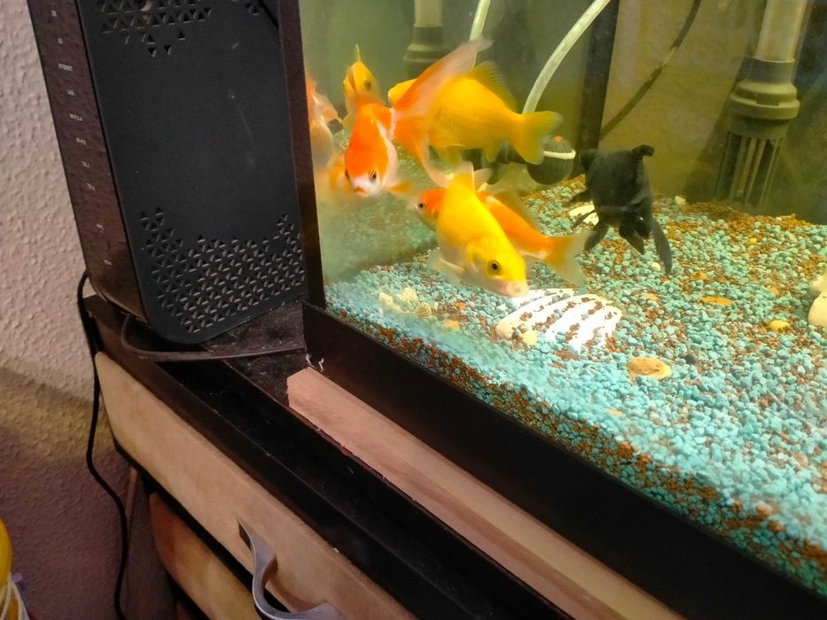 Vendo peixes água fria