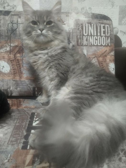 Ищет дом 7 месячный котенок