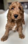 Cockapoo F1 chłopak