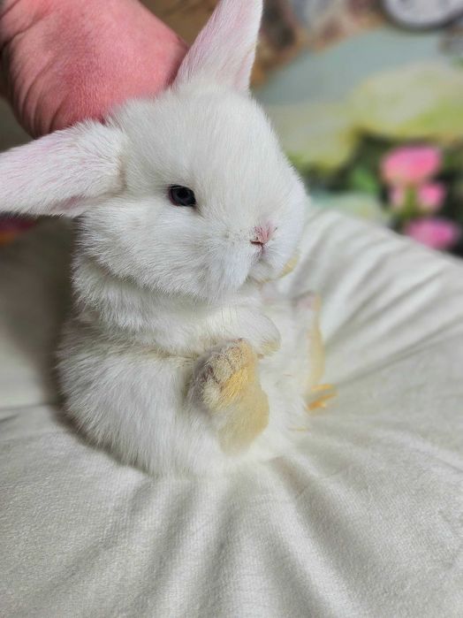 Króliki Mini Lop 4 dorosłych królików klatki słupki dokumenty