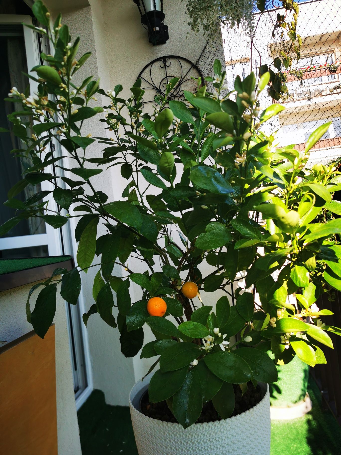 Citrus Calamondin, pomarańcza