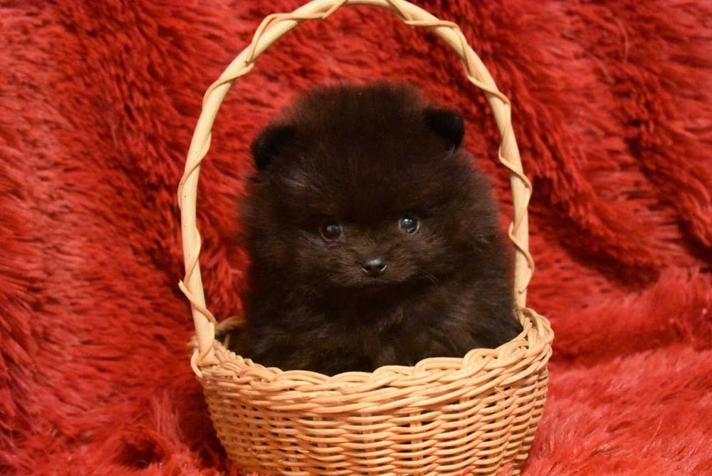 Шпиц - супер мини малыш