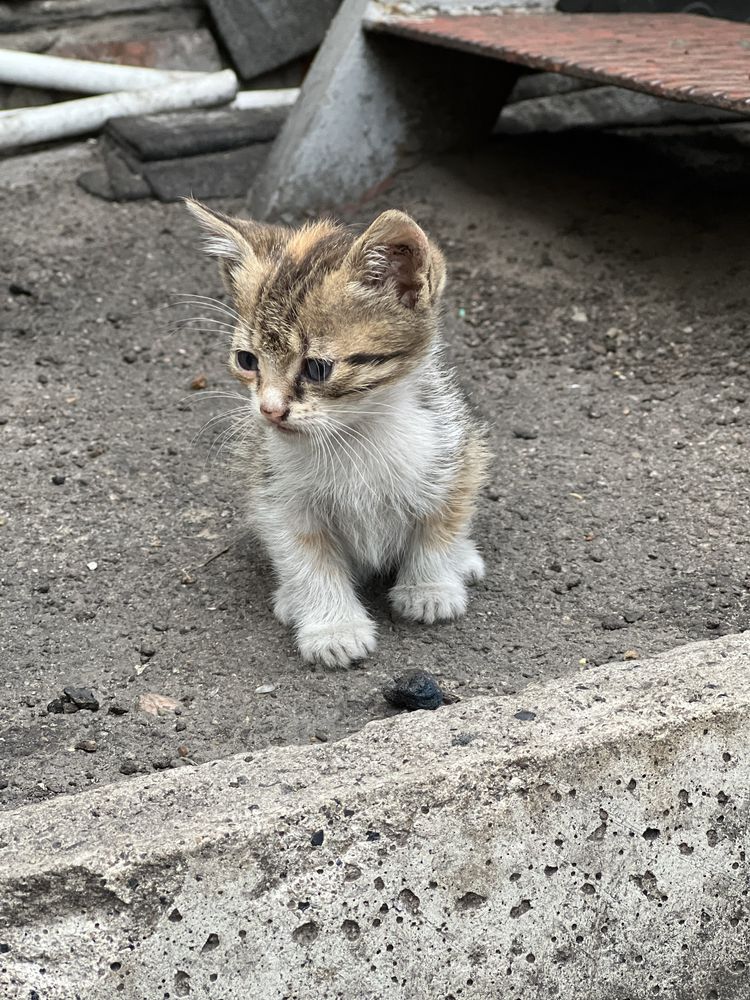 Котенок кошка отдам днепр павлоград