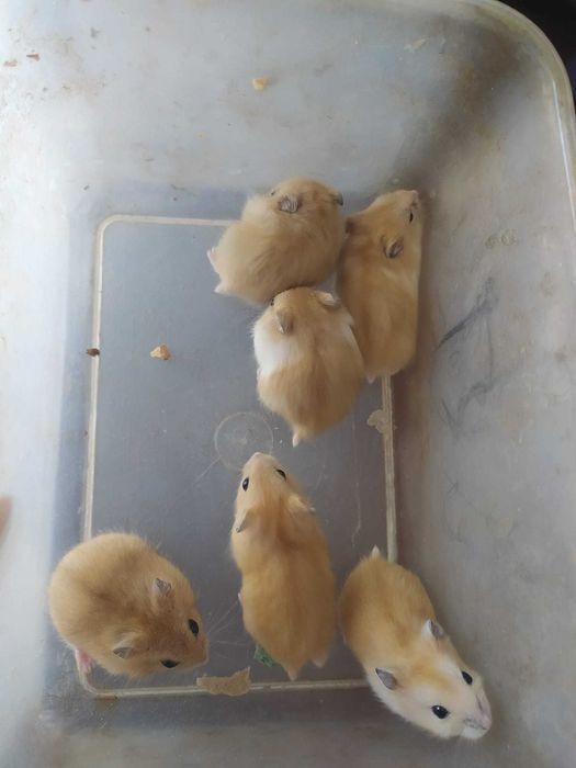 Хомяки джунгарики