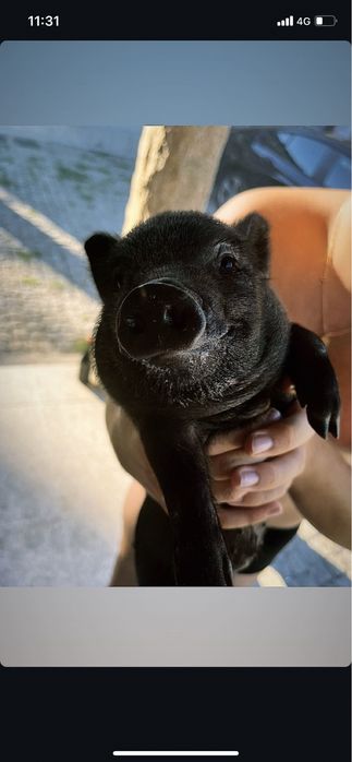 Mini porcos , nao sao vietnamitas