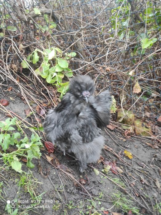 Koguty siłka jedwabista i mieszany-3 szt