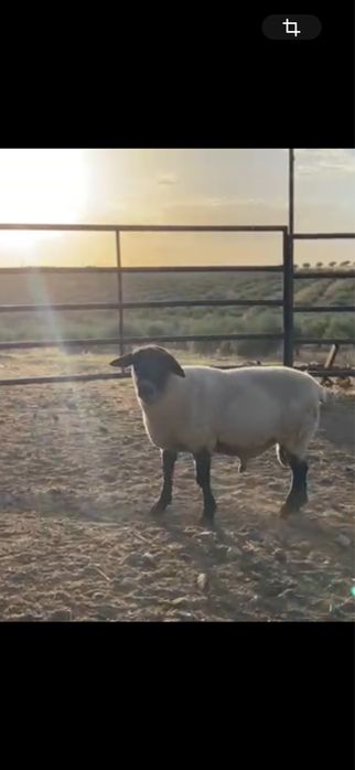 casal de ovelhas suffolk ler descrição