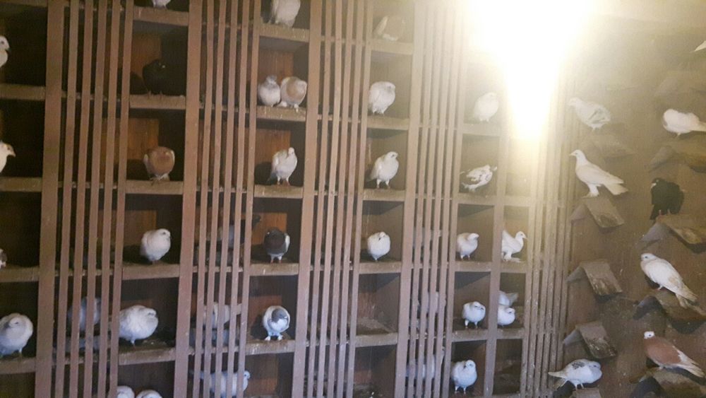 Gołębie różne lot Promocja