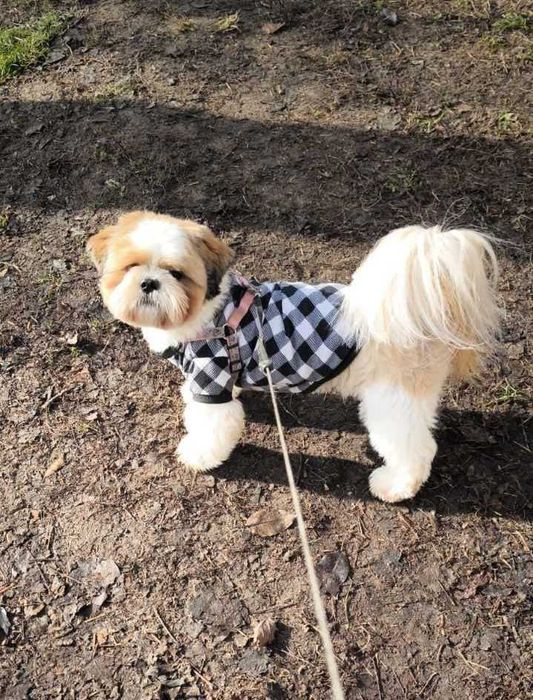 Вязка Ши-Тцу. 2000гр.