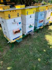 Пчелосемьи украинская степная и карника
