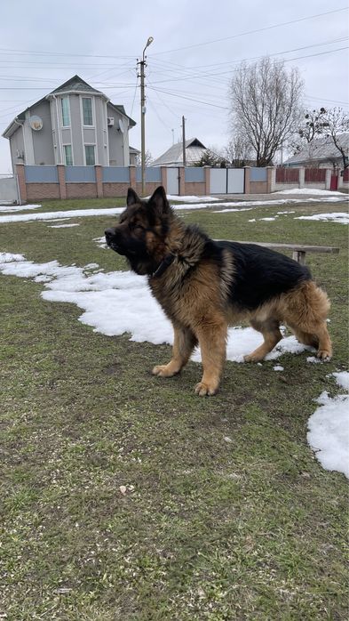 Немец. Німецька вівчарка, Кобель для в’язки , 2 роки