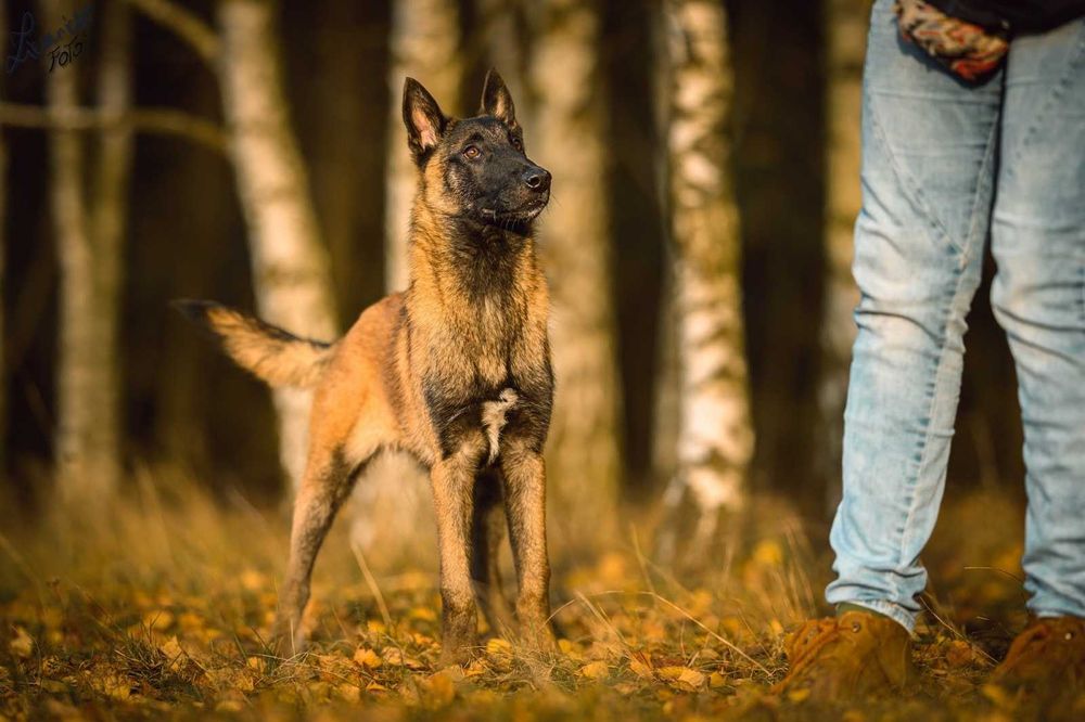Owczarek Belgijski Malinois FCI Pies