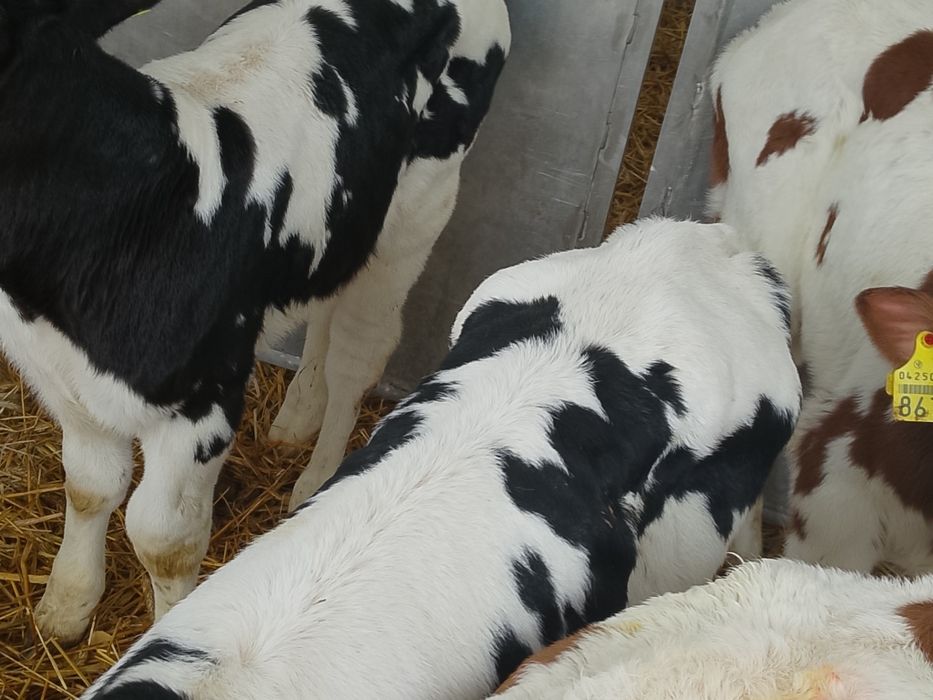 Sprzedam byczki z zdjęcia